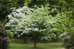 White Kousa Dogwood Tree Online Hot Sale