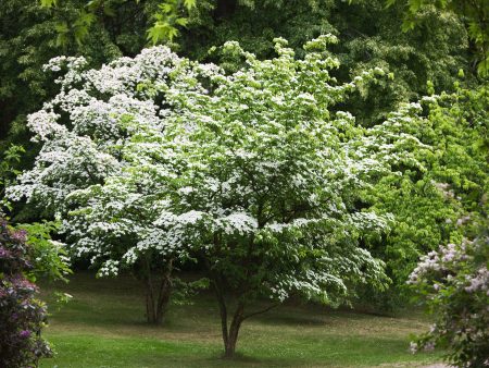 White Kousa Dogwood Tree Online Hot Sale