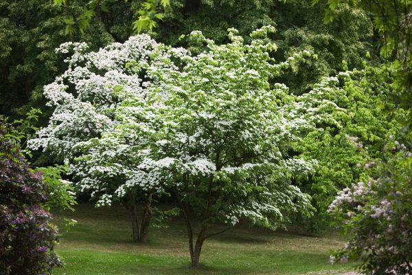 White Kousa Dogwood Tree Online Hot Sale