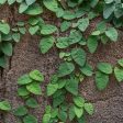 Ficus Pumila Creeping Fig Vine Fashion