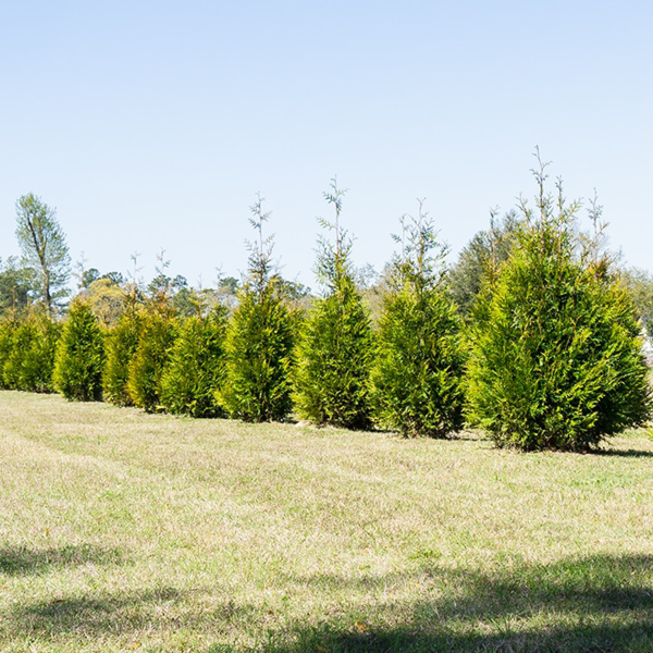 Thuja Green Giant Tree Sale