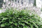 Hosta Francee Shrub Online Hot Sale