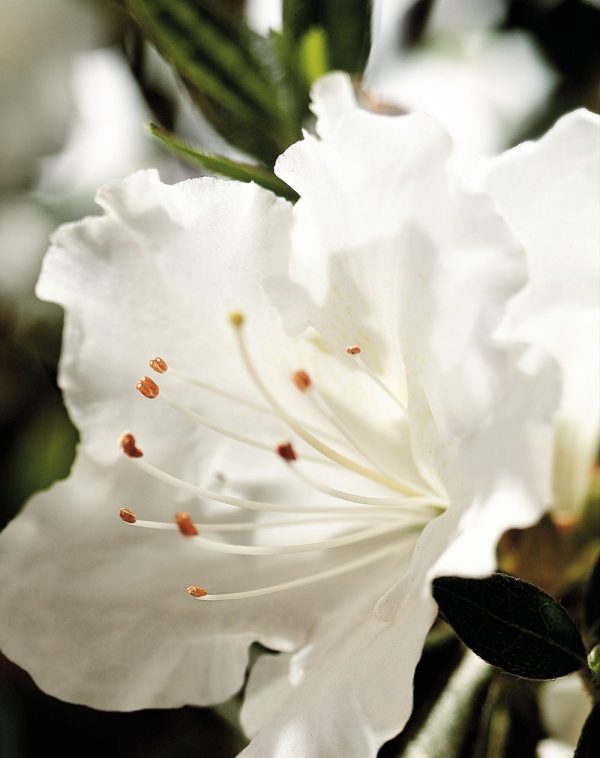 Autumn Angel® Encore® Azalea Shrub Discount