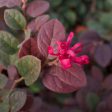 Dwarf Crimson Fire Loropetalum Shrub For Discount