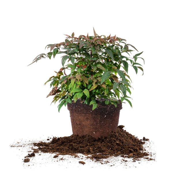 Dwarf Nandina Firepower Shrub Sale