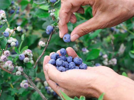 Beckyblue Rabbiteye Blueberry Bush Sale