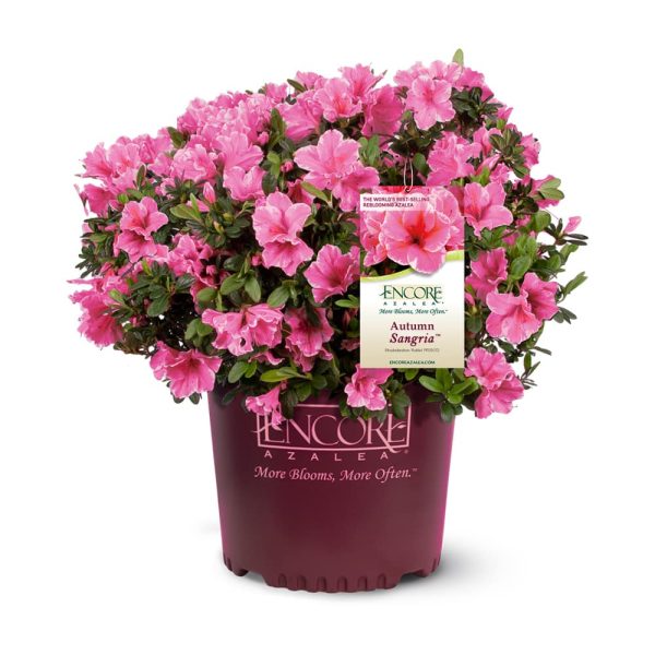 Autumn Sangria® Encore® Azalea Shrub Sale