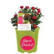 Petite Knock Out® Rose Bush Online Sale