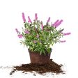 Flutterby Petite® Tutti Fruitti Butterfly Bush Online