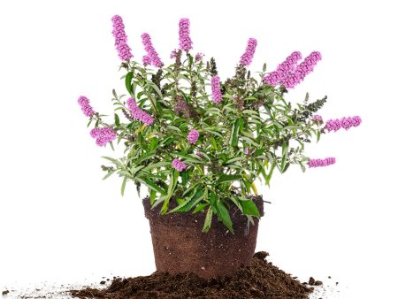 Flutterby Petite® Tutti Fruitti Butterfly Bush Online