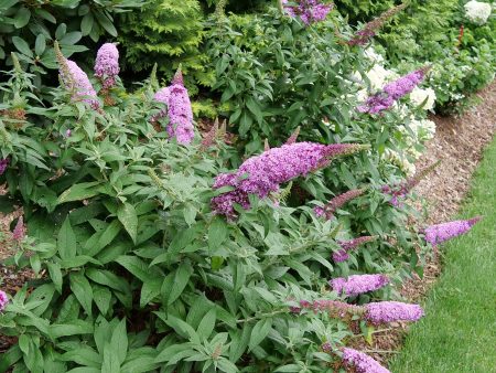 Pugster Pink® Butterfly Bush Online now