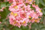 Sioux Crape Myrtle Tree Online now