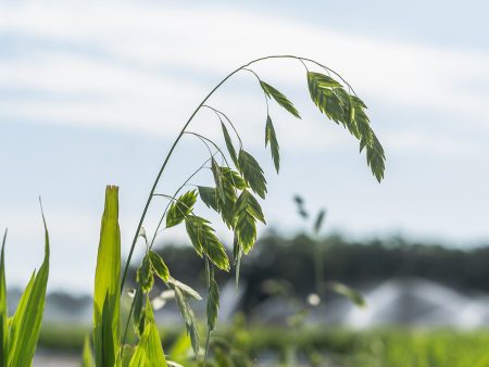 Northern Sea Oats Grass Hot on Sale