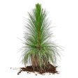 Longleaf Pine Tree Fashion