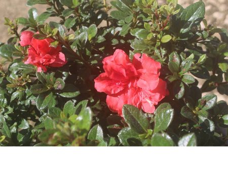 Red Ruffles Azalea Shrub Supply