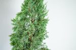 Italian Cypress Tree Discount