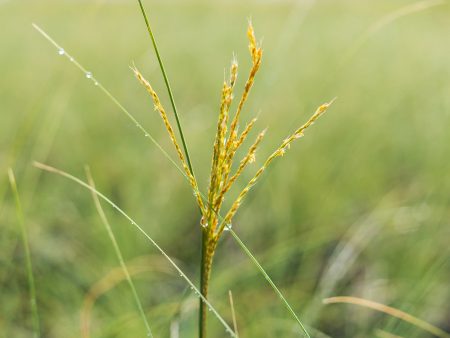 Miscanthus Morning Light Grass For Discount