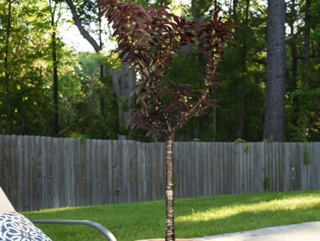 Bonfire Patio Peach Tree For Discount