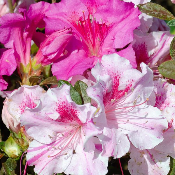 Autumn Twist® Encore® Azalea Shrub Online Sale