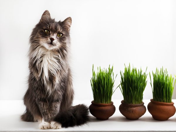 Organic Cat Grass Kit Online now