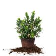 Little John Bottlebrush Tree Online Sale