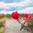 Double Red Knock Out® Rose Bush Fashion