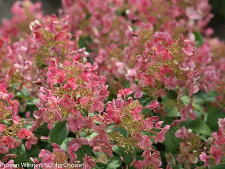 Little Quick Fire® Hydrangea Tree For Cheap