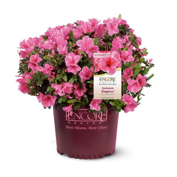 Autumn Empress® Encore® Azalea Shrub Online Hot Sale