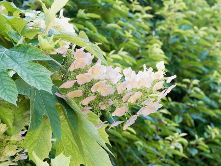 Alice Oakleaf Hydrangea Shrub Fashion