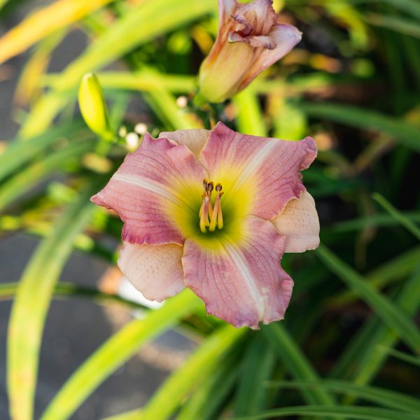 Purple Oro Daylily Shrub For Sale