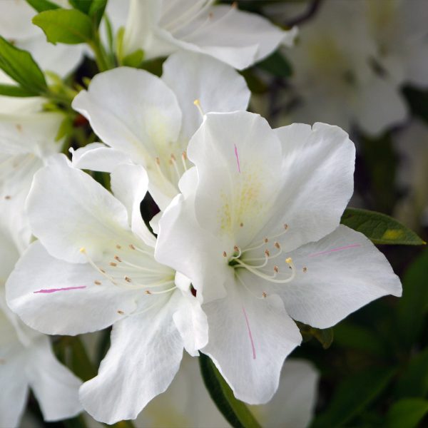 Autumn Lily® Encore® Azalea Shrub Online now