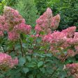 Fire Light® Hydrangea Shrub Online Hot Sale