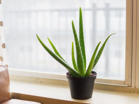 Aloe Vera Plant Online Sale