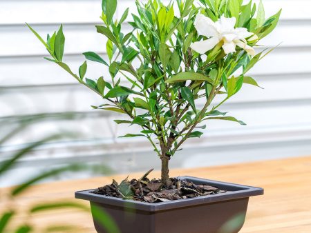 Frost Proof Gardenia Bonsai Tree Supply