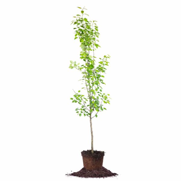 Ayers Pear Tree Cheap