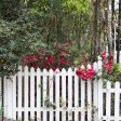 Red Formosa Azalea Shrub For Discount