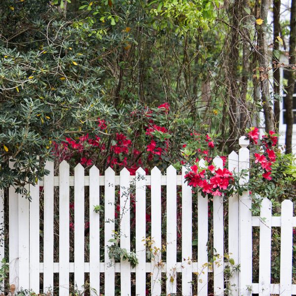 Red Formosa Azalea Shrub For Discount