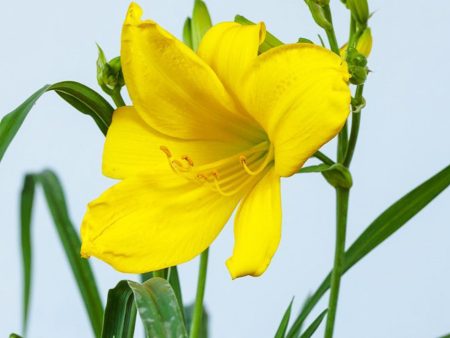 Yangtze Daylily Shrub Hot on Sale