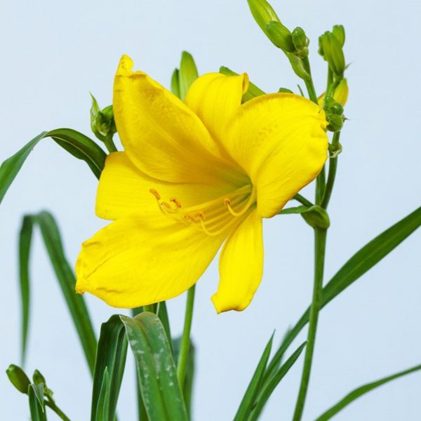 Yangtze Daylily Shrub Hot on Sale