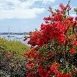 Little John Bottlebrush Tree Online Sale