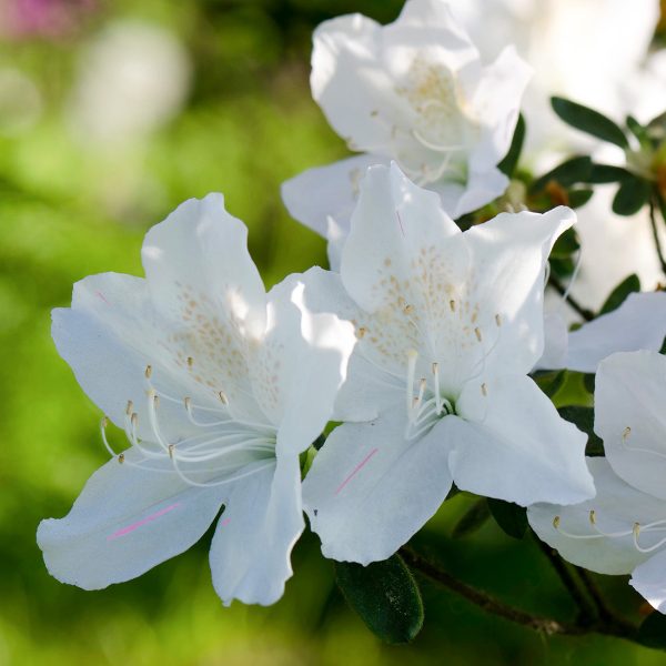 Autumn Lily® Encore® Azalea Shrub Online now