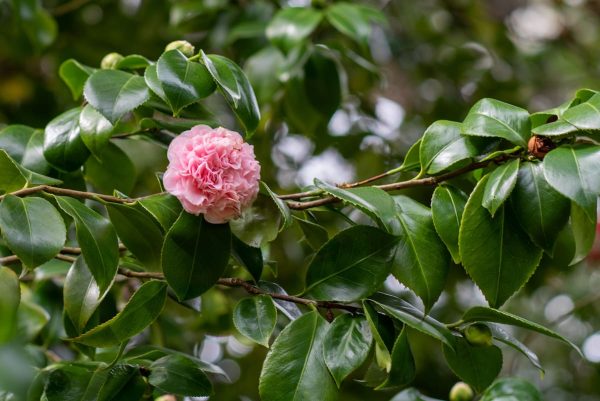 Debutante Camellia on Sale