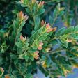 Coppertone Distylium Plant Cheap