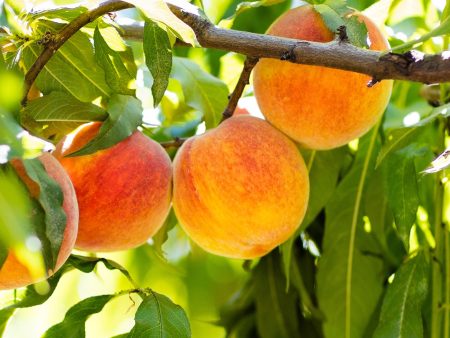 July Prince Peach Tree Discount