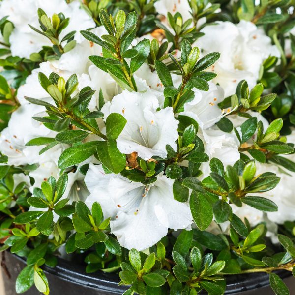 Gumpo White Azalea Shrub Cheap