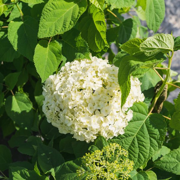 Annabelle Hydrangea Bush Supply