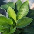 Hosta Blue Angel Plant For Sale