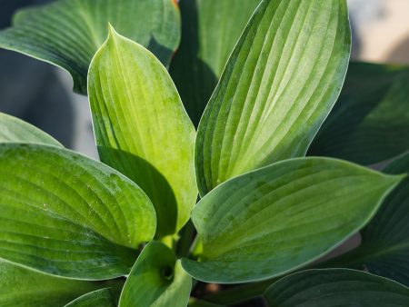 Hosta Blue Angel Plant For Sale