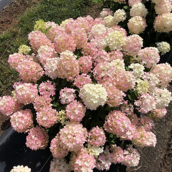 Fire Light® Hydrangea Shrub Online Hot Sale