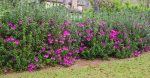 Lavender Formosa Azalea Shrub Online Sale